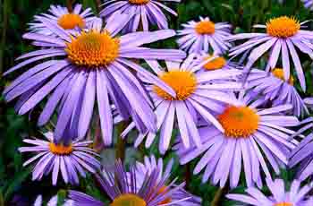 免费ddos平台攻击